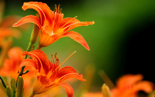 886154 (a): :2560x1600